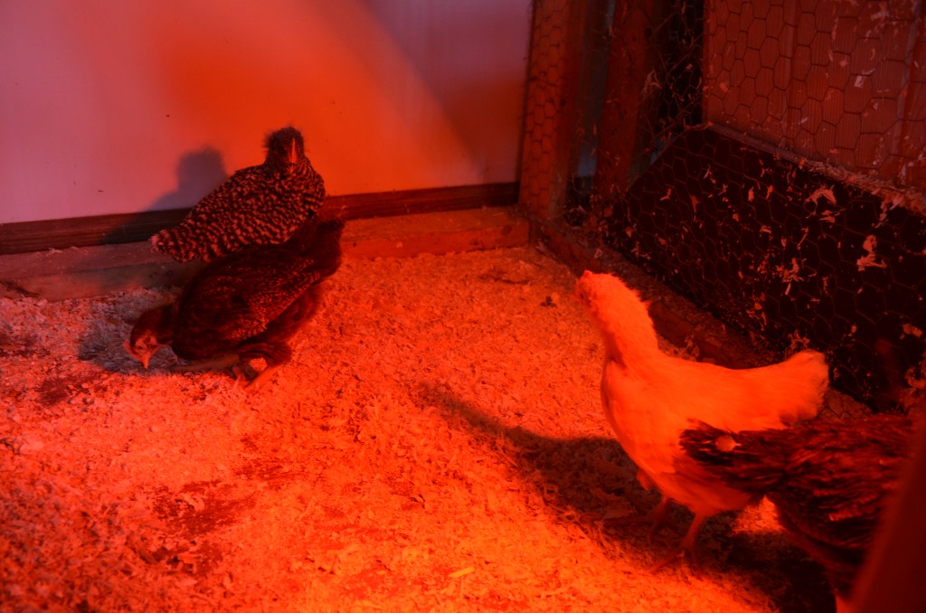 The chicks in their temporary indoor enclosure