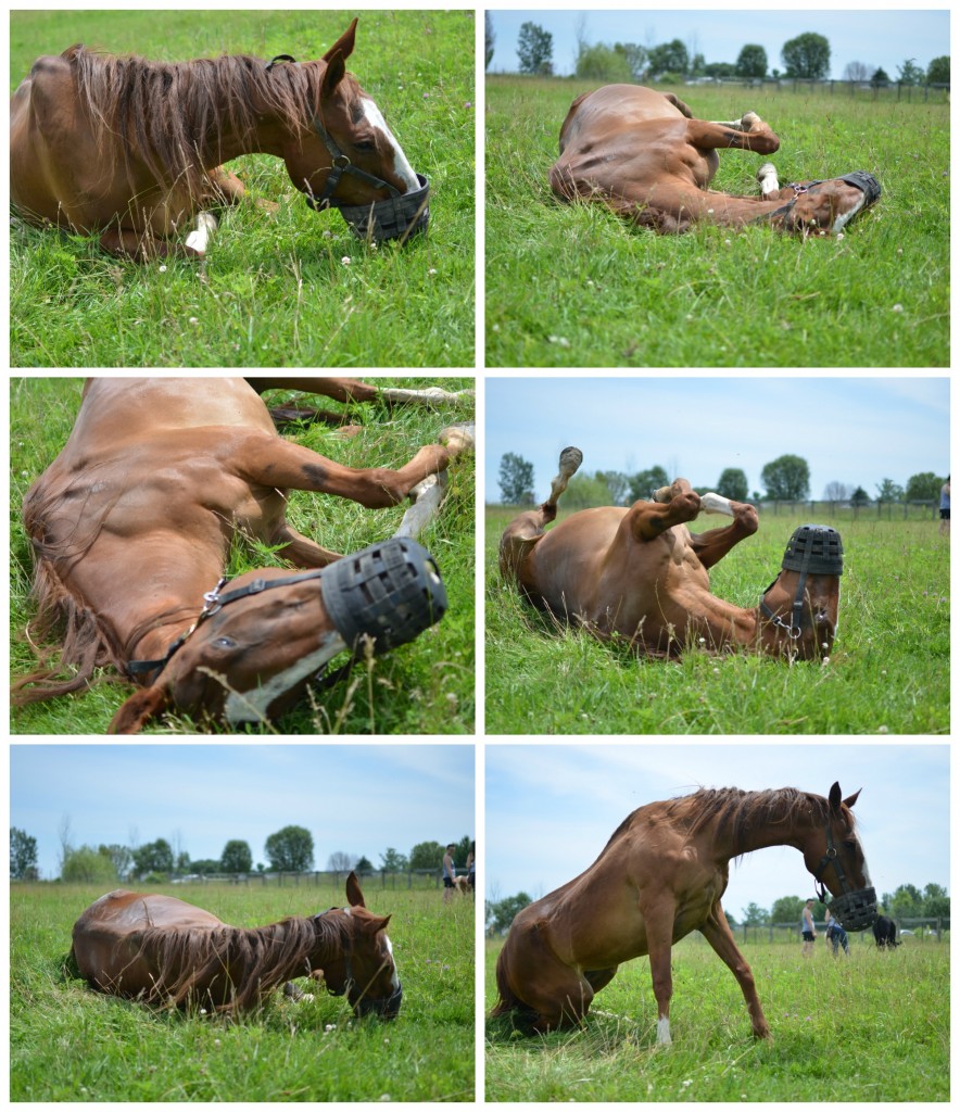 Cheyenne Roll