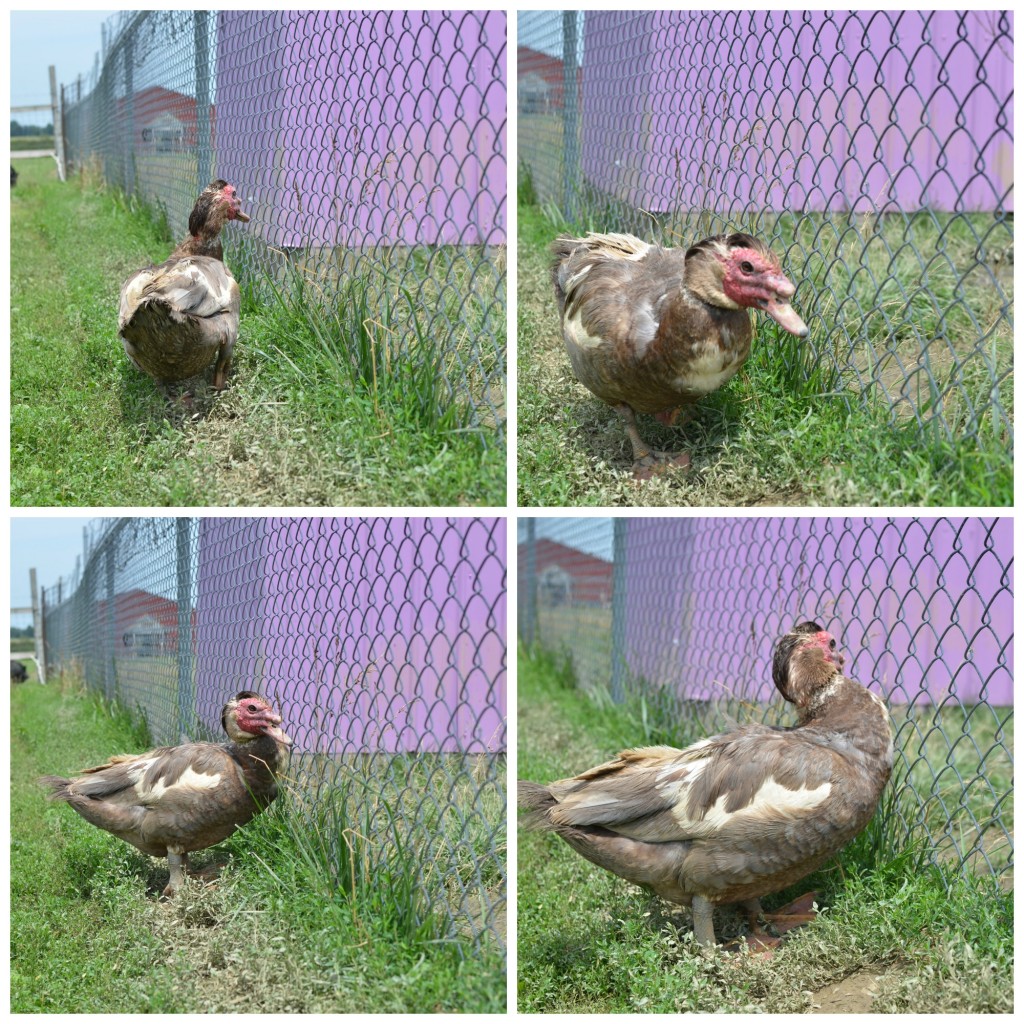 duck drama