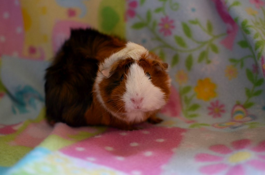 guinea pig