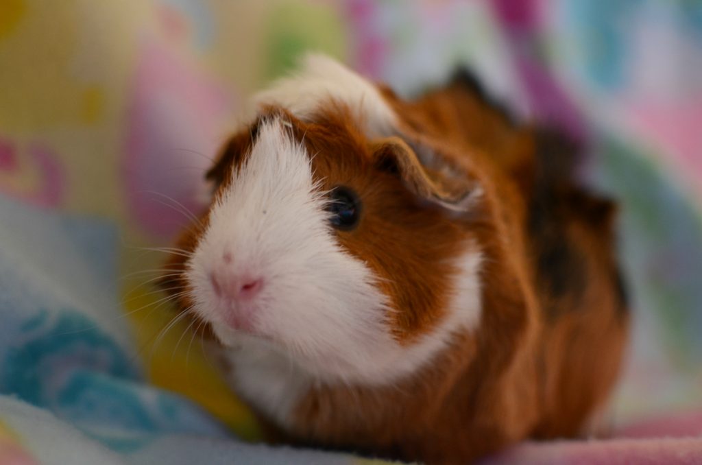 guinea pig