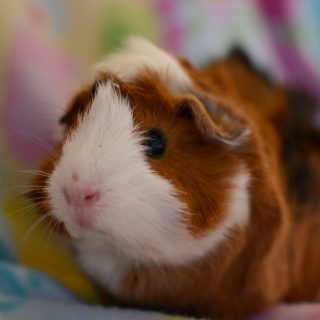 guinea pig
